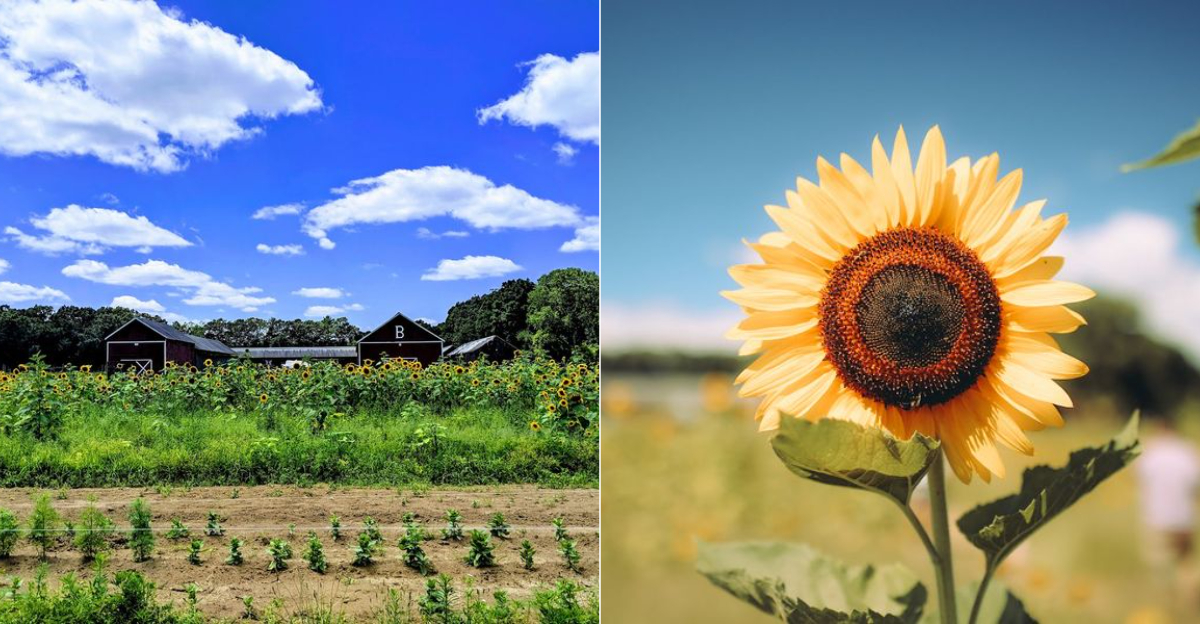 This Connecticut Farm Offers A Stunning Sunflower Experience Each Summer - Decor Hint