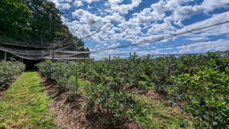 Summer Starts In The Rows Of Blueberry Bushes