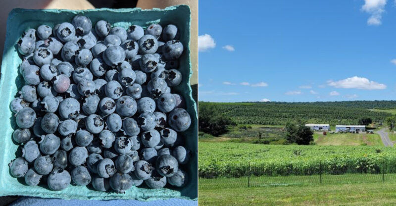 This Connecticut Orchard Lets You Pick Your Own Summer Berries Starting At $8