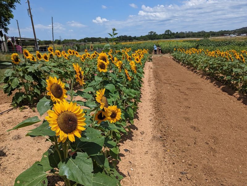 This Family Texas Farm Lets You Pick Fresh Peaches And Sunflowers Side By Side - Decor Hint Peach Picking Season You Cannot Miss