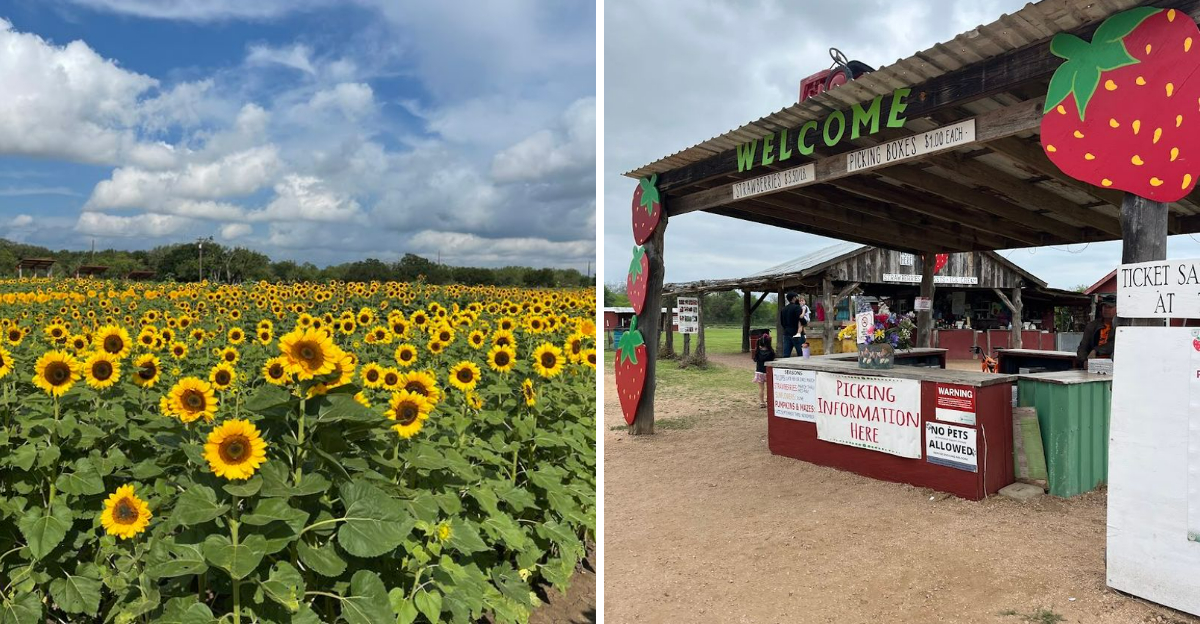 This Family Texas Farm Lets You Pick Fresh Peaches And Sunflowers Side By Side - Decor Hint