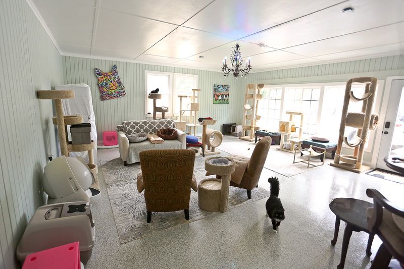 Where Every Cat Gets A Second Chance