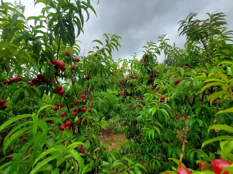 This Georgia Orchard Lets You Pick Juicy Asian Pears Straight From The Trees - Decor Hint Asian Pears That Taste Like Nature Figured It Out
