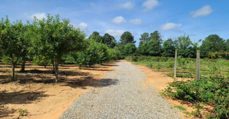 This Georgia Orchard Lets You Pick Juicy Asian Pears Straight From The Trees