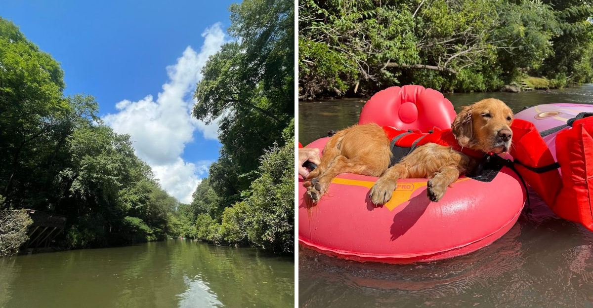 This Georgia River Float Delivers A Relaxing Adventure Beneath Towering Forest Trees - Decor Hint