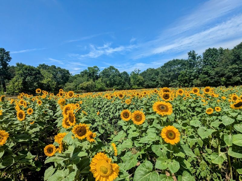 A Sea Of Sunflowers That Will Steal Your Breath