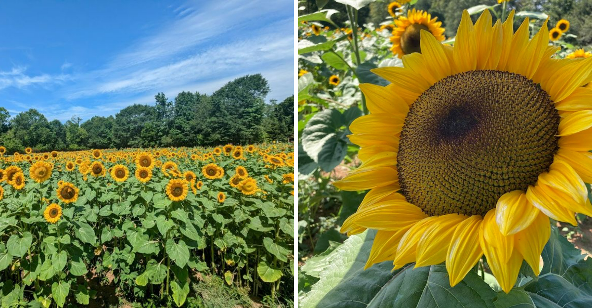 This Georgia Sunflower Farm Is A Summer Destination Youll Want On Your 2026 Bucket List - Decor Hint