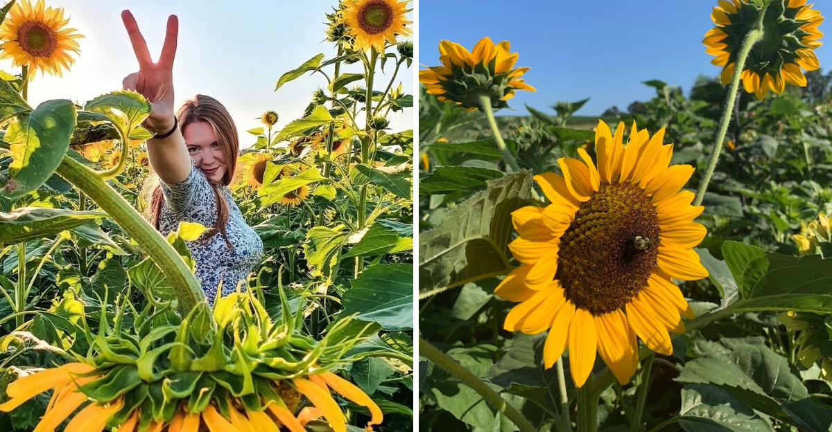 This Gorgeous Kentucky Sunflower Field Belongs On Your Late Summer 2026 Travel List 2 - Decor Hint