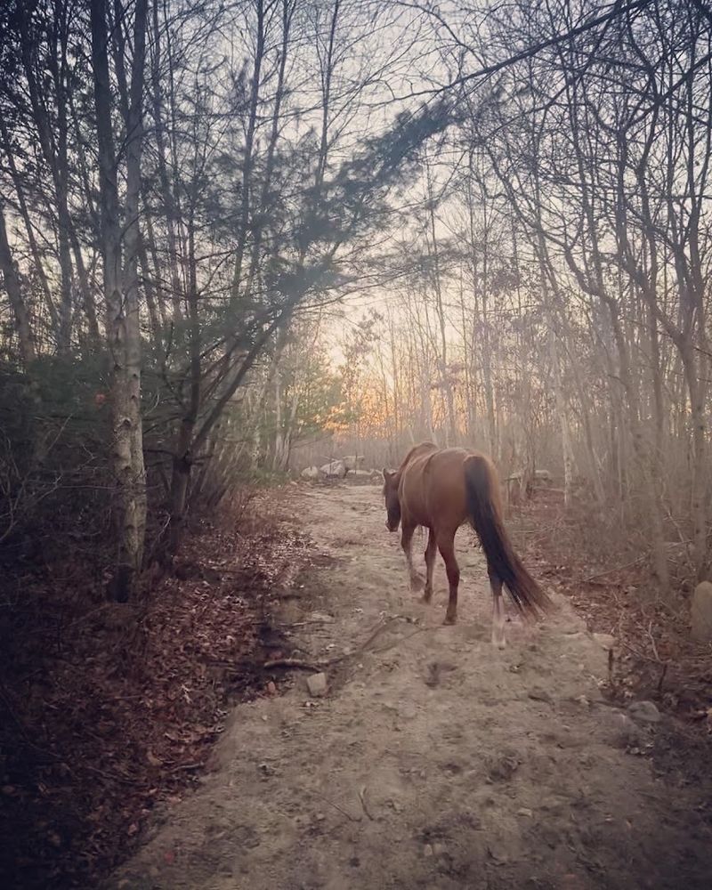 Mustangs Across Wooded Acres
