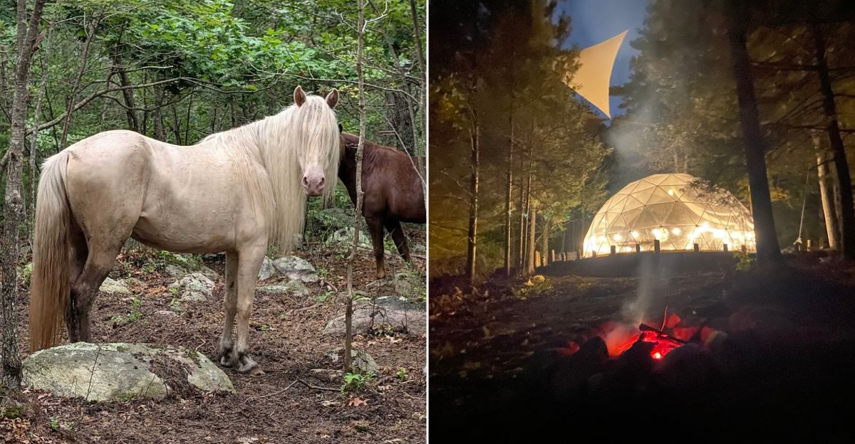 This Hidden Connecticut Mustang Sanctuary Lets You Meet Wild Horses And Sleep Under The Stars - Decor Hint