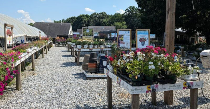 This Hidden Georgia Flower Farm Is A Colorful Escape Of Blooms, Greenhouses, And Garden Charm