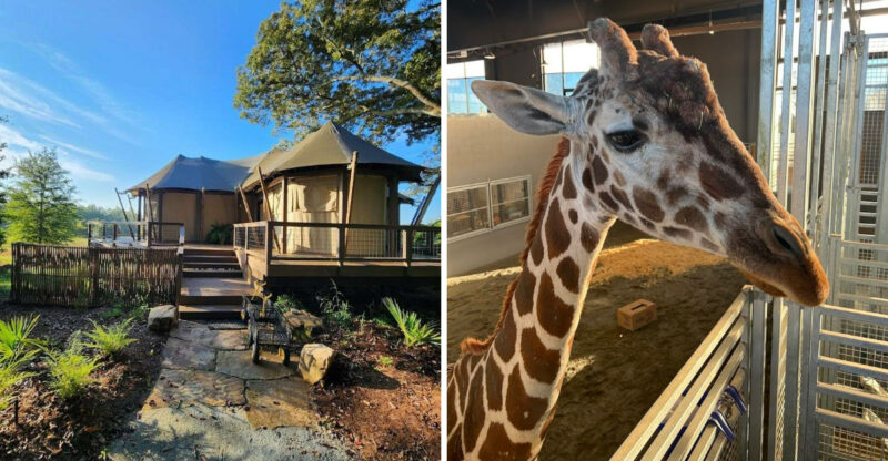 This Hidden Georgia Safari Park Lets You Drive Past Free-Roaming Exotic Animals