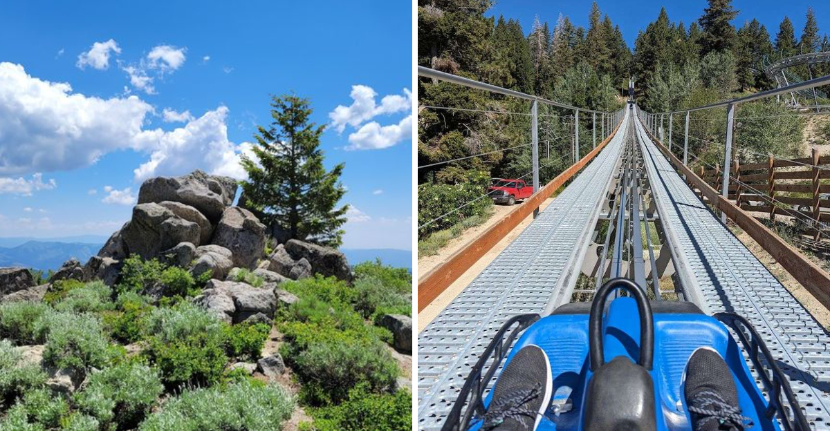 This Idaho Mountain Playground Has Summer Trails Bluebird Views And A Coaster Flying Through The Trees - Decor Hint
