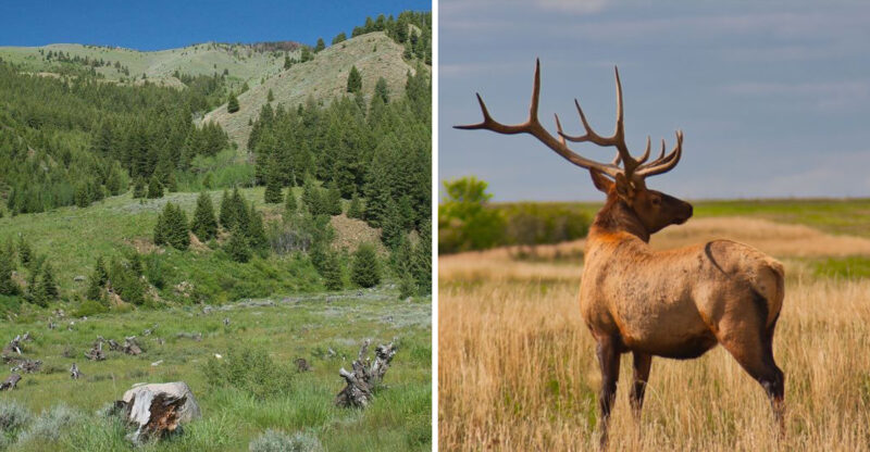 This Idaho Mountain Valley Turns Into An Elk Grazing Ground When Summer Takes Over