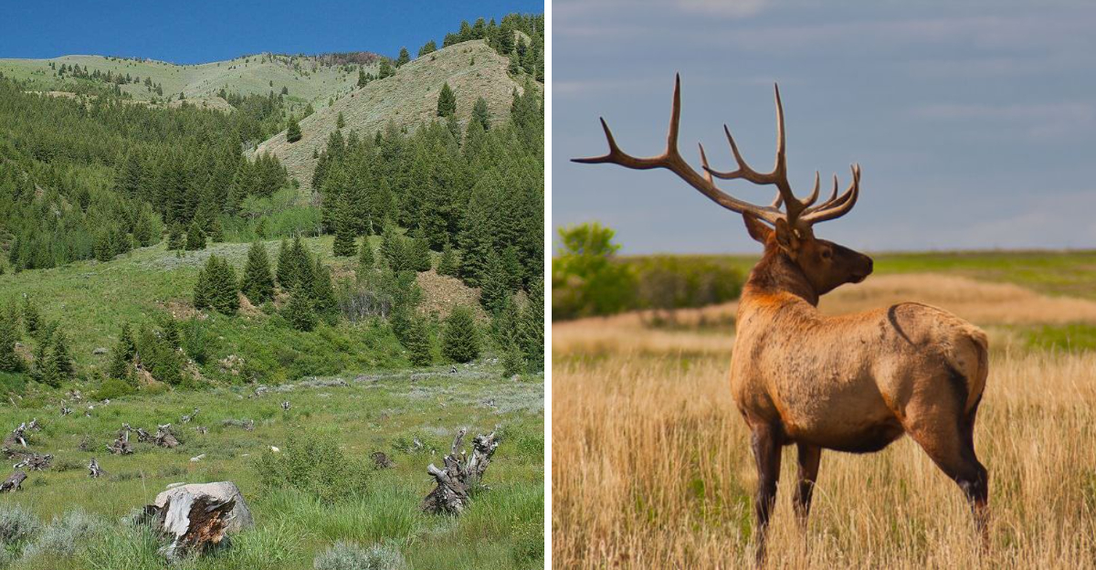 This Idaho Mountain Valley Turns Into An Elk Grazing Ground When Summer Takes Over - Decor Hint