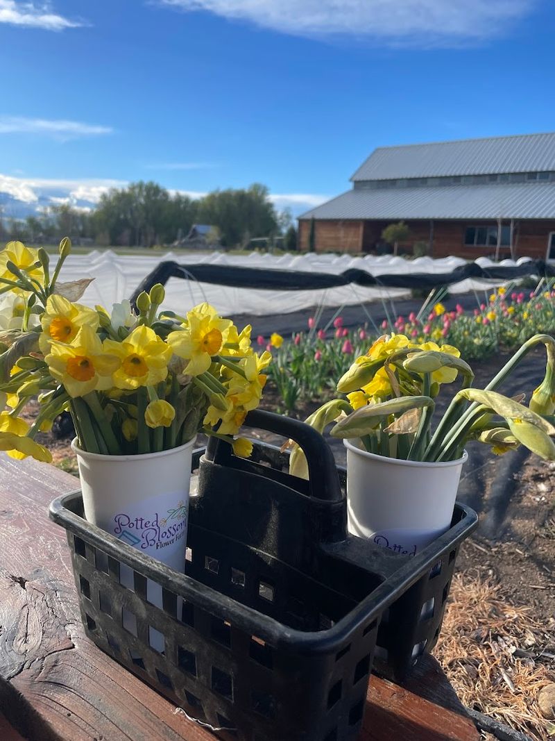 Your Summer Bouquet Starts Right In The Flower Rows
