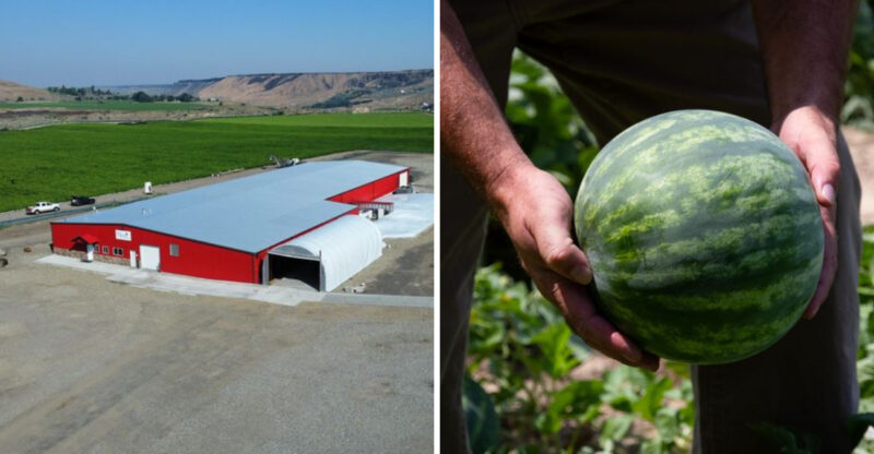 This Idaho Watermelon Farm Grows 600 Acres Of Sweet Summer Fruit In Volcanic Soil