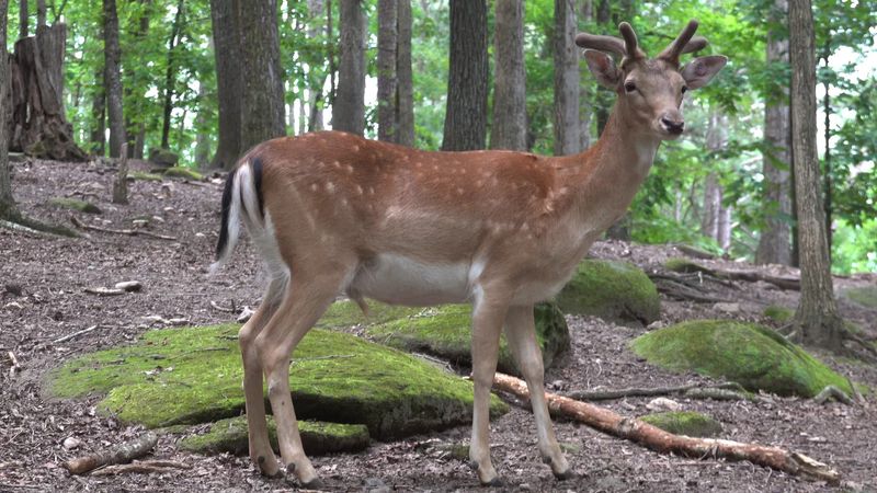 This Incredible Wildlife Sanctuary In Georgia Is Perfect For Families - Decor Hint A Living Legacy Since 1962