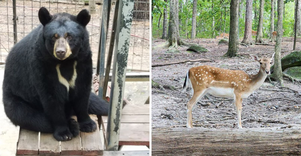 This Incredible Wildlife Sanctuary In Georgia Is Perfect For Families - Decor Hint