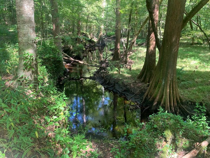 Start The Walk Knowing The Forest Was Once Underwater
