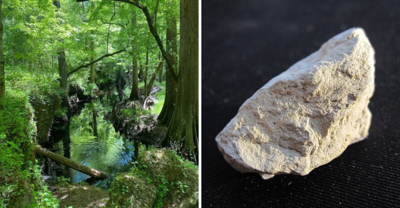 This Little-Known North Carolina Forest Trail Hides Fossilized Seashells Without An Ocean