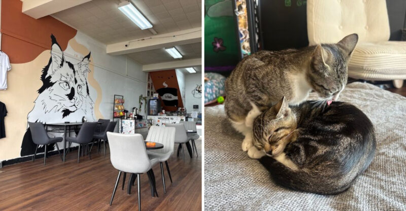 This New Jersey Café Makes Coffee Breaks Better With Cats