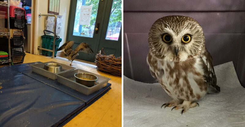 This New York Nonprofit Rehabilitates Injured Birds And Lets Visitors In For Free