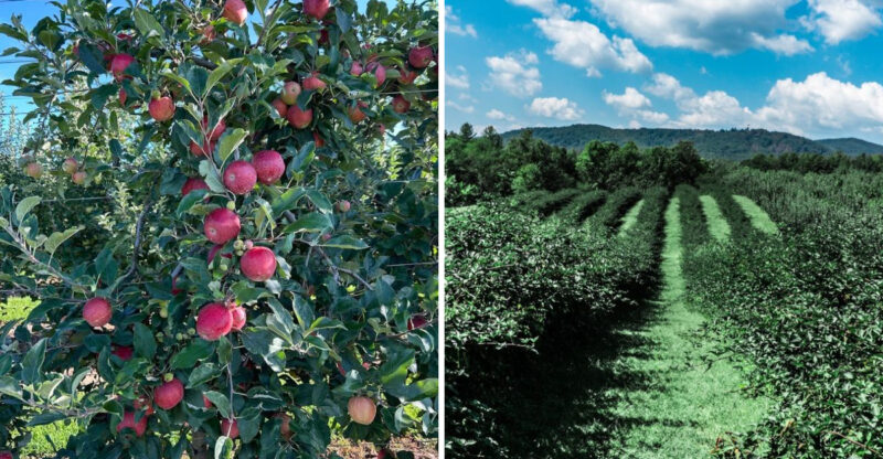 This North Carolina Apple Orchard Starts Ripening In July Before Asian Pears Sneak In Later