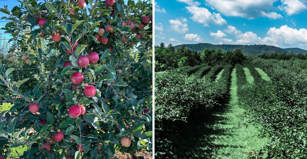 This North Carolina Apple Orchard Starts Ripening In July Before Asian Pears Sneak In Later - Decor Hint