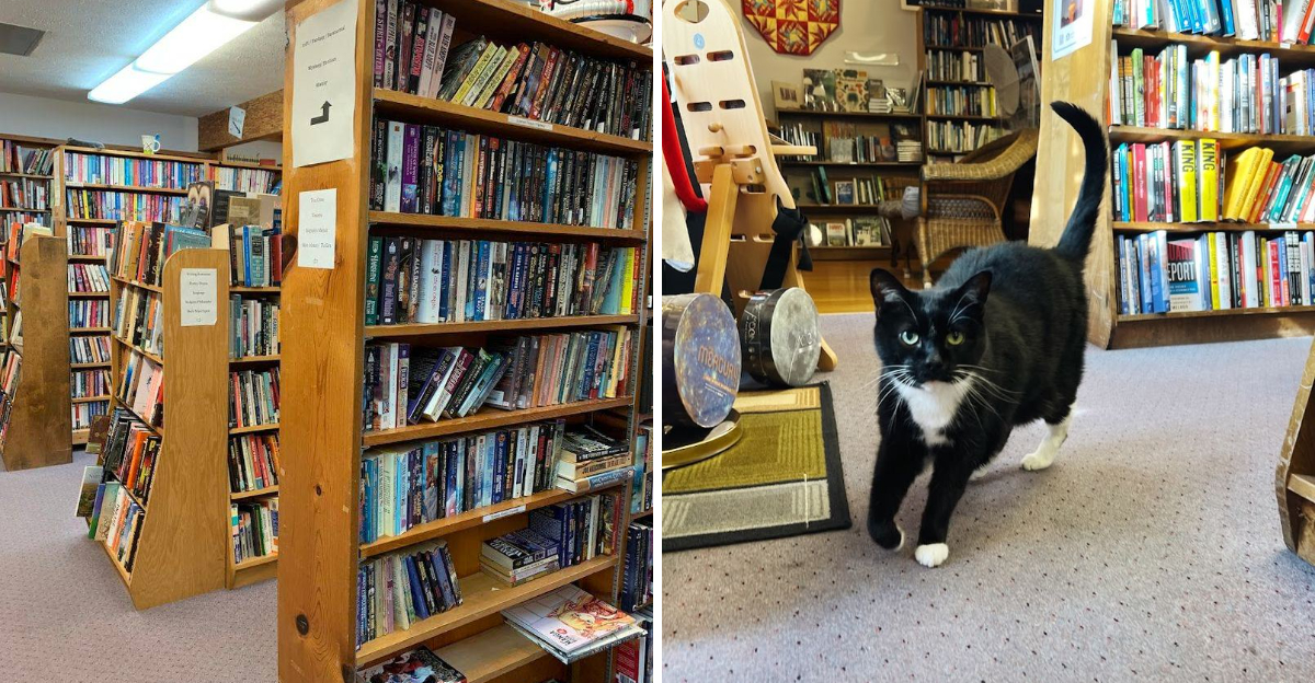This North Carolina Bookstore Has 50000 Books Two Shop Cats And A Basement Full Of Reader Temptation - Decor Hint