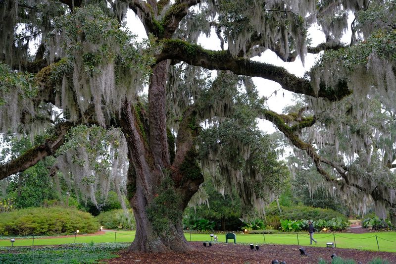 Spanish Moss Gives The Airlie Oak Its Storybook Mood