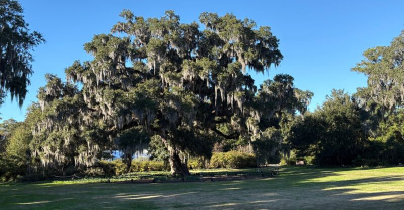 This North Carolina Garden Hides A Nearly 500-Year-Old Oak Wrapped In Spanish Moss And Southern Mystery