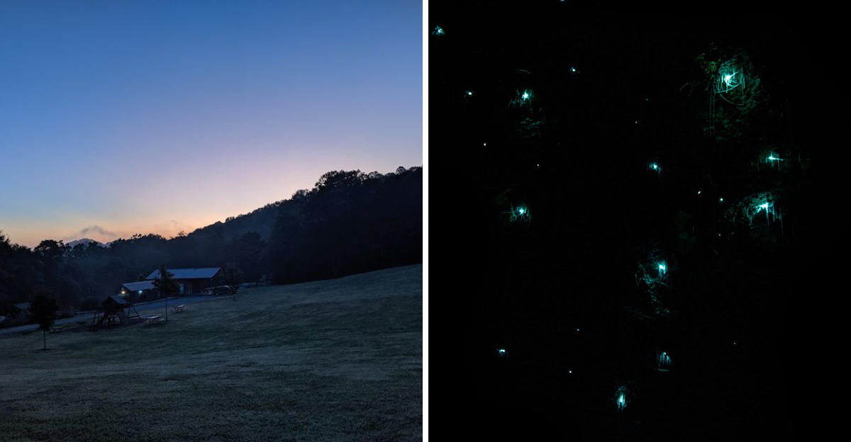 This North Carolina Mountain Lets You Watch Fireflies Glow Like A Living Light Show - Decor Hint