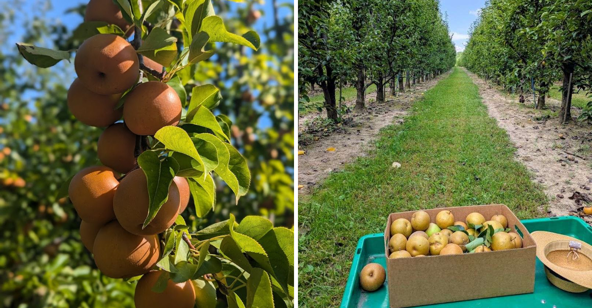 This North Carolina Orchard Lets You Pick Asian Pears So Crisp They Might Spoil Regular Pears - Decor Hint