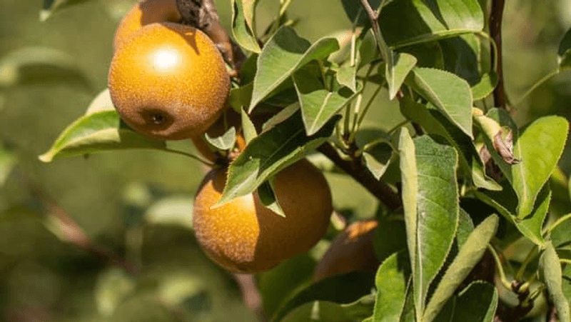 Bite Into An Asian Pear Before Regular Pears Get Nervous
