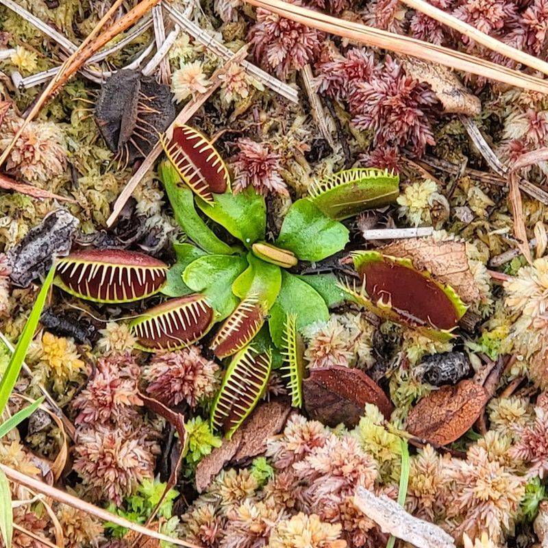 Spot Wild Venus Flytraps Along The Flytrap Trail