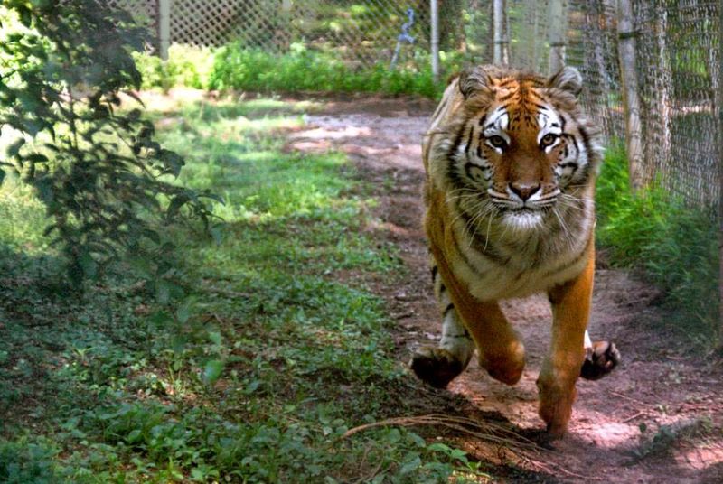 This North Carolina Sanctuary Gives Rescued Tigers A Permanent Home And Only Lets Visitors Inside On Guided Tours - Decor Hint Meet Rescued Tigers Living In A True Sanctuary Setting