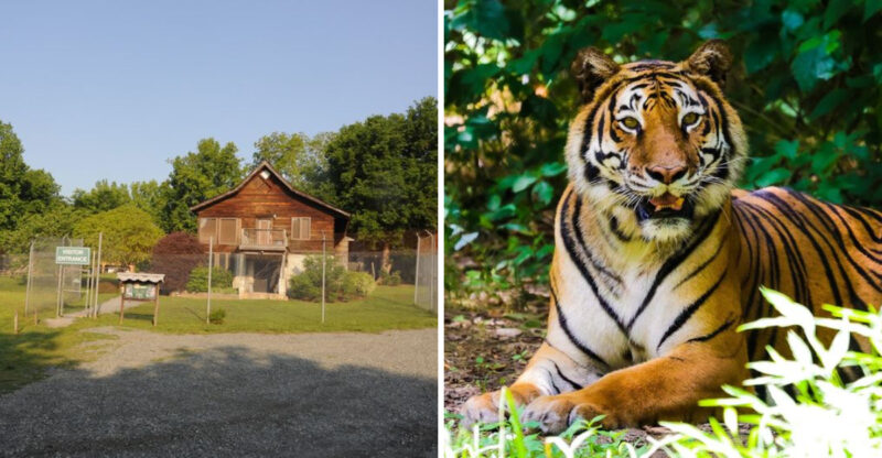 This North Carolina Sanctuary Gives Rescued Tigers A Permanent Home And Only Lets Visitors Inside On Guided Tours