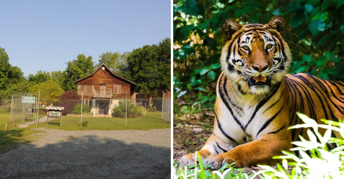 This North Carolina Sanctuary Gives Rescued Tigers A Permanent Home And Only Lets Visitors Inside On Guided Tours - Decor Hint