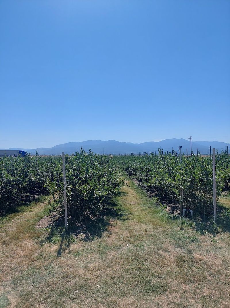 This North Idaho Farm Lets You Pick Eight Varieties Of Blueberries During Peak Summer - Decor Hint Pick Your Own Blueberries Straight From Thousands Of Bushes