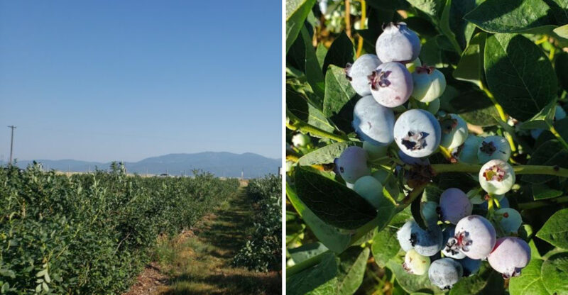 This North Idaho Farm Lets You Pick Eight Varieties Of Blueberries During Peak Summer