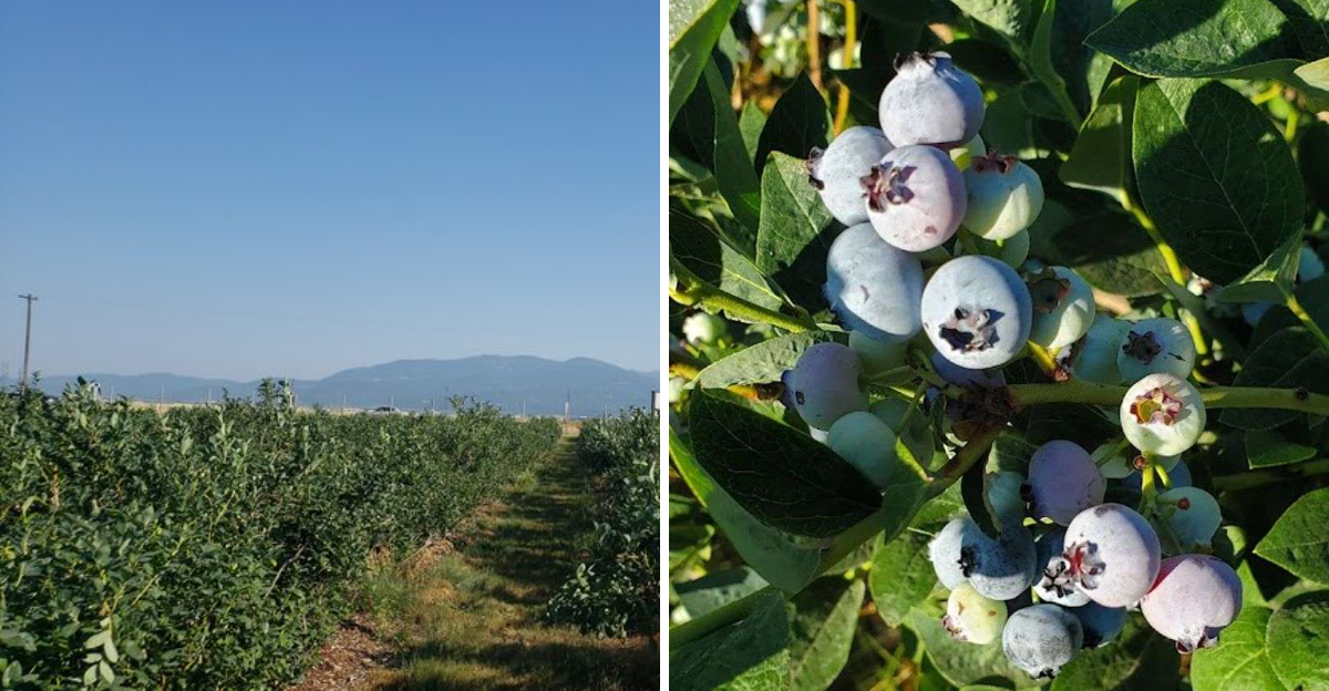 This North Idaho Farm Lets You Pick Eight Varieties Of Blueberries During Peak Summer 2 - Decor Hint