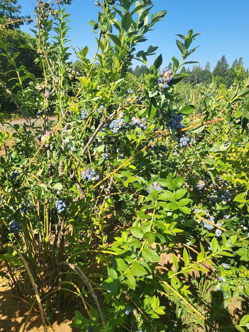 Nine Acres Of Blueberry Rows Cover The Foothills