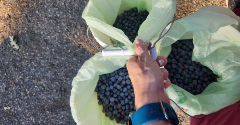 This Northern California Farm Lets You Pick Certified Organic Blueberries Across Nine Foothill Acres