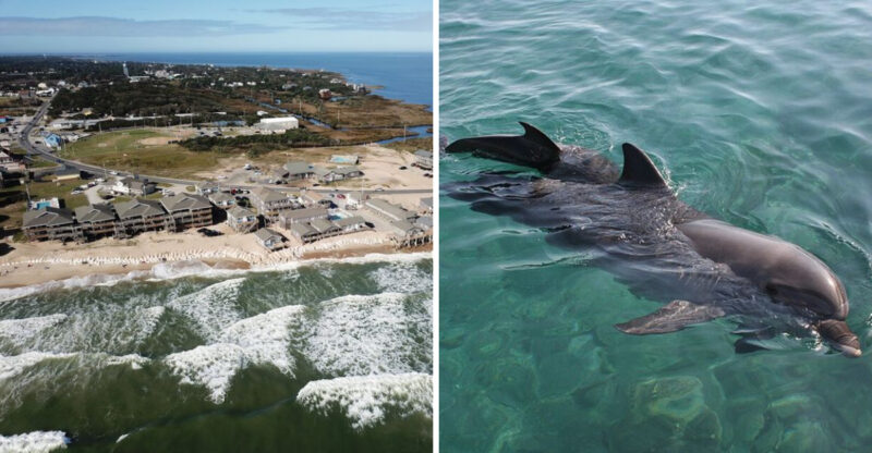 This Outer Banks Village Was Just Named America’s Best Place To Spot Wild Dolphins