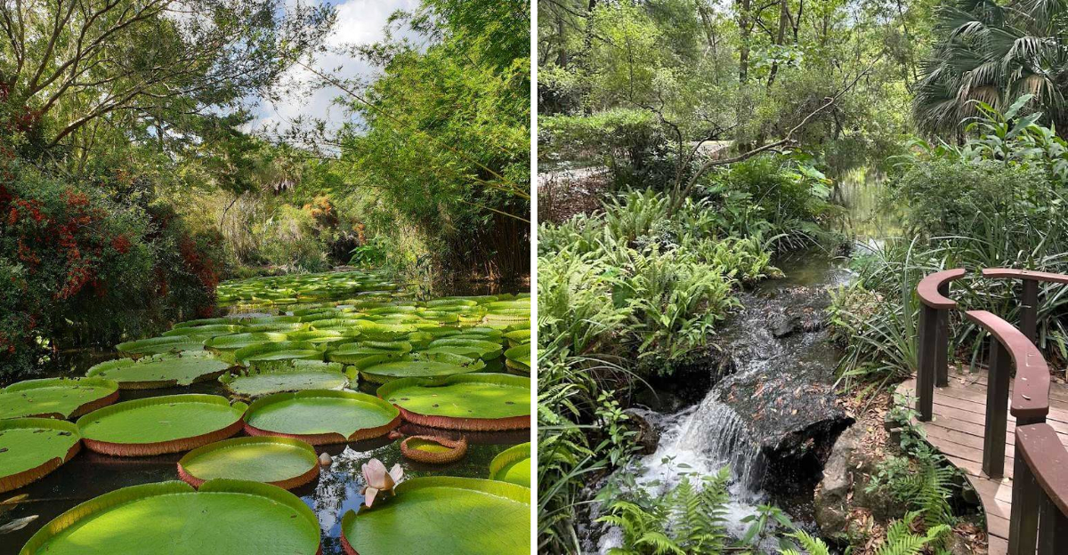 This Peaceful Florida Pond Grows Lily Pads Bigger Than You Have Ever Seen - Decor Hint