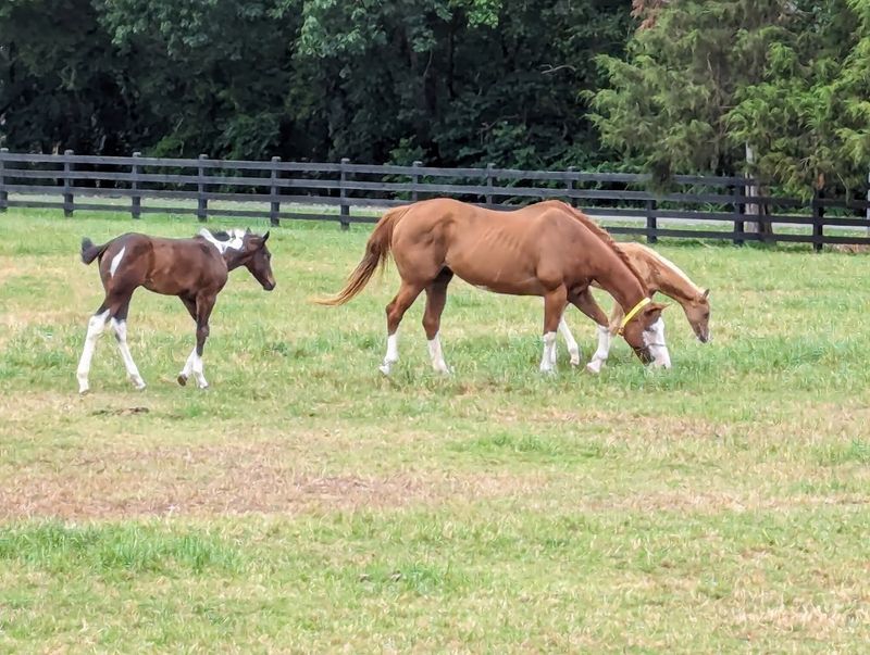 Over 150 Paint And Quarter Horses Ready To Meet You
