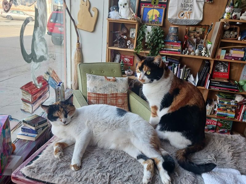 Shop Cats Turn Browsing Into A Whole Situation