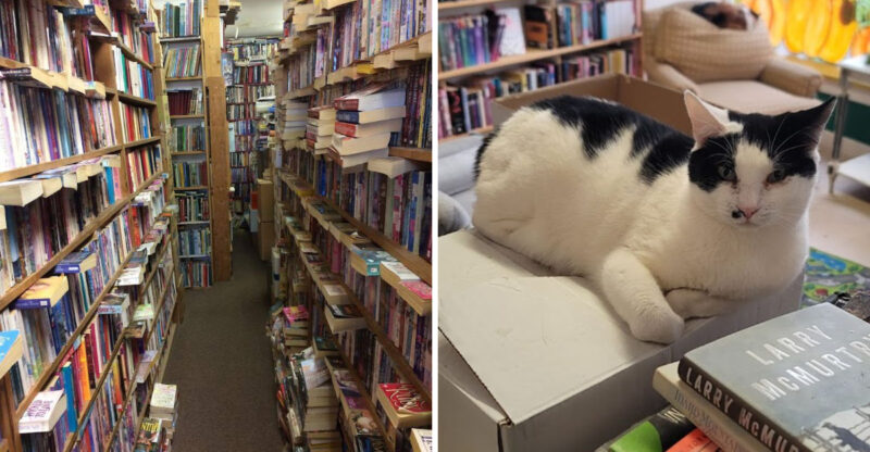 This Quirky Idaho Bookstore Has Shop Cats, Used Books, And Small-Town Cozy Chaos