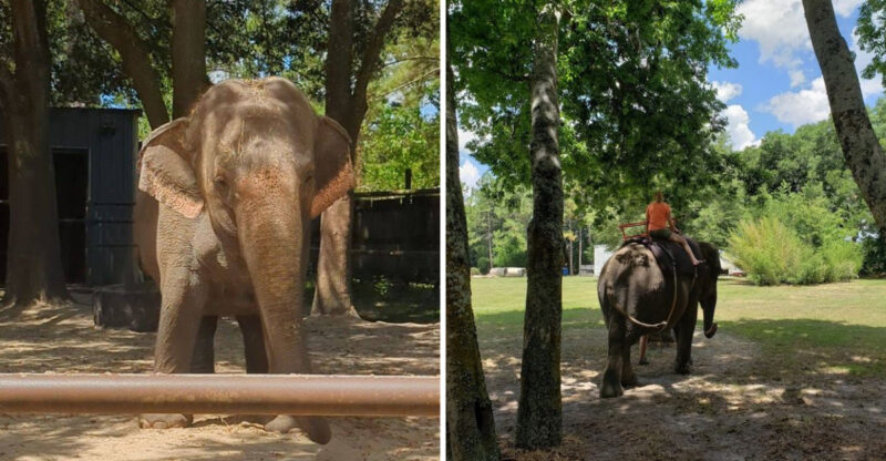 This Rare Elephant Sanctuary In Florida Feels Like A Wildlife Paradise